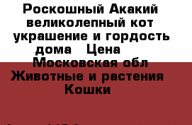 Роскошный Акакий, великолепный кот, украшение и гордость дома › Цена ­ 1 - Московская обл. Животные и растения » Кошки   